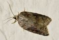 Acleris sparsana